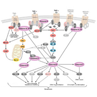 凋亡因子Caspase-389實驗