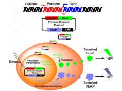 雙熒光素酶報告基因檢測服務(wù)
