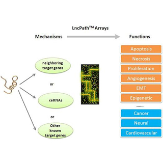 LncRNA芯片定制檢測(cè)服務(wù)